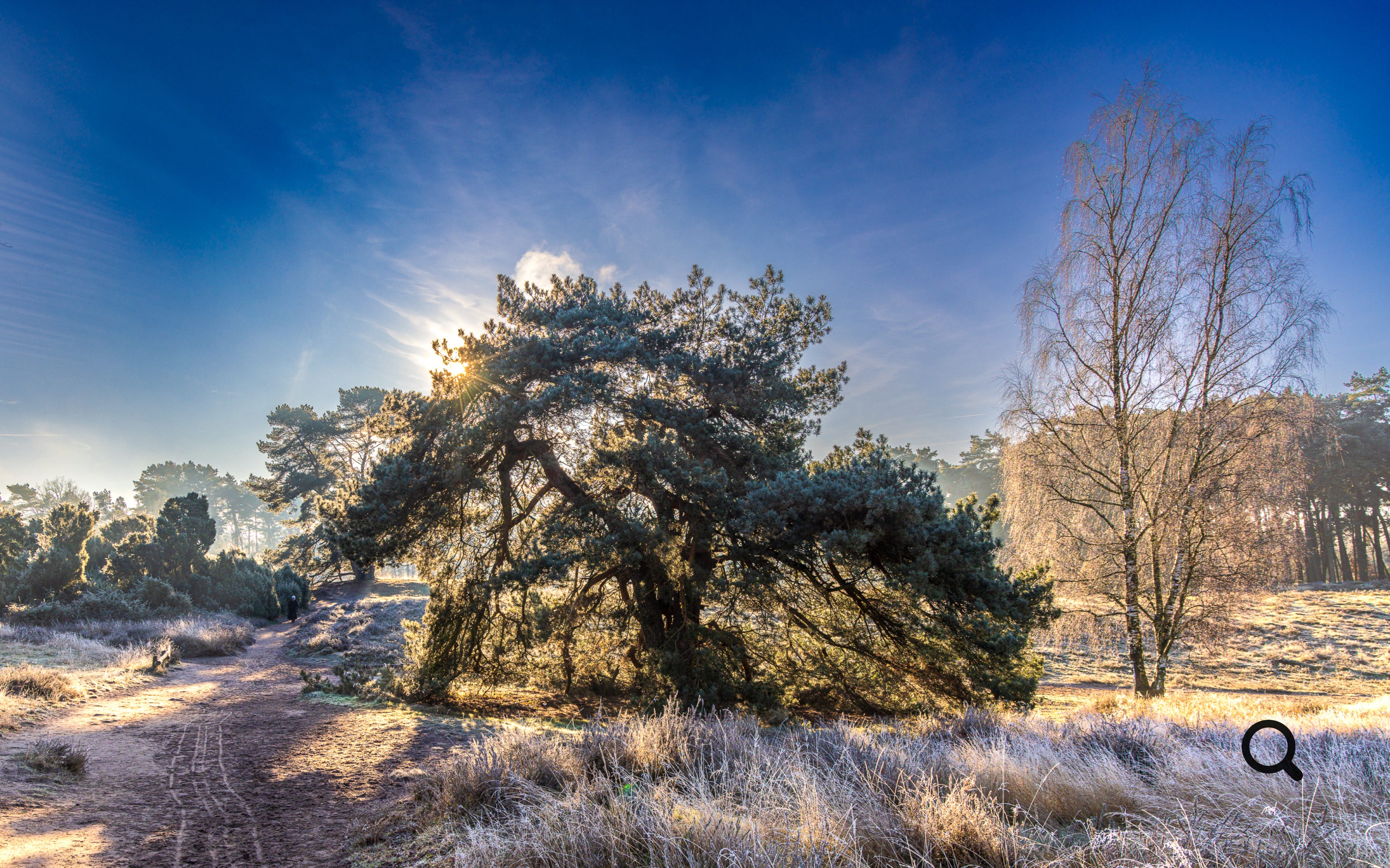Frost in der Westrupper Heide